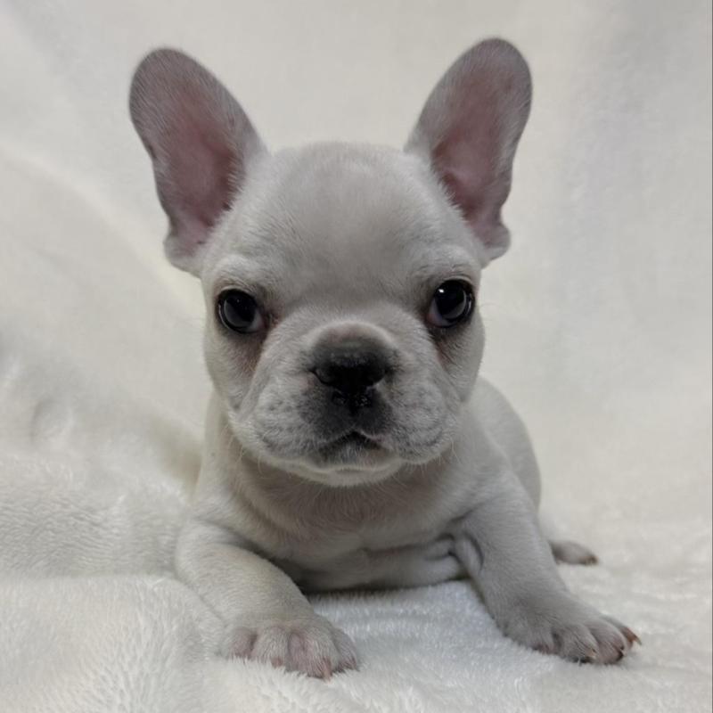 販売中の山口県のフレンチブルドッグ-428973の4枚目