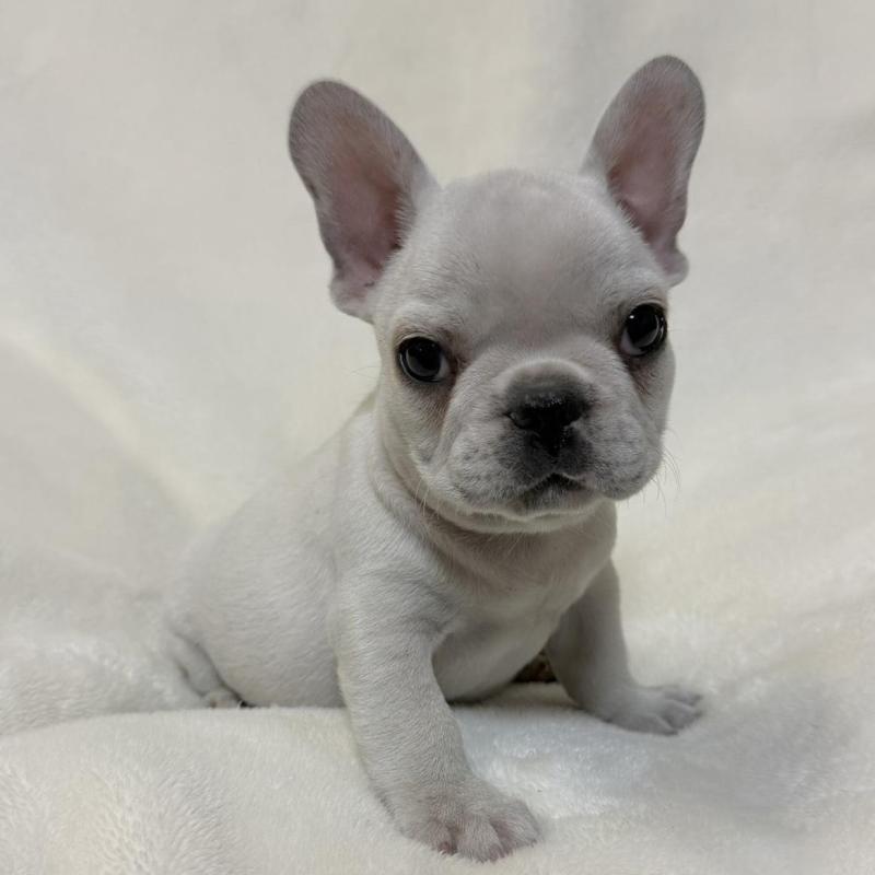 販売中の山口県のフレンチブルドッグ-428973の3枚目