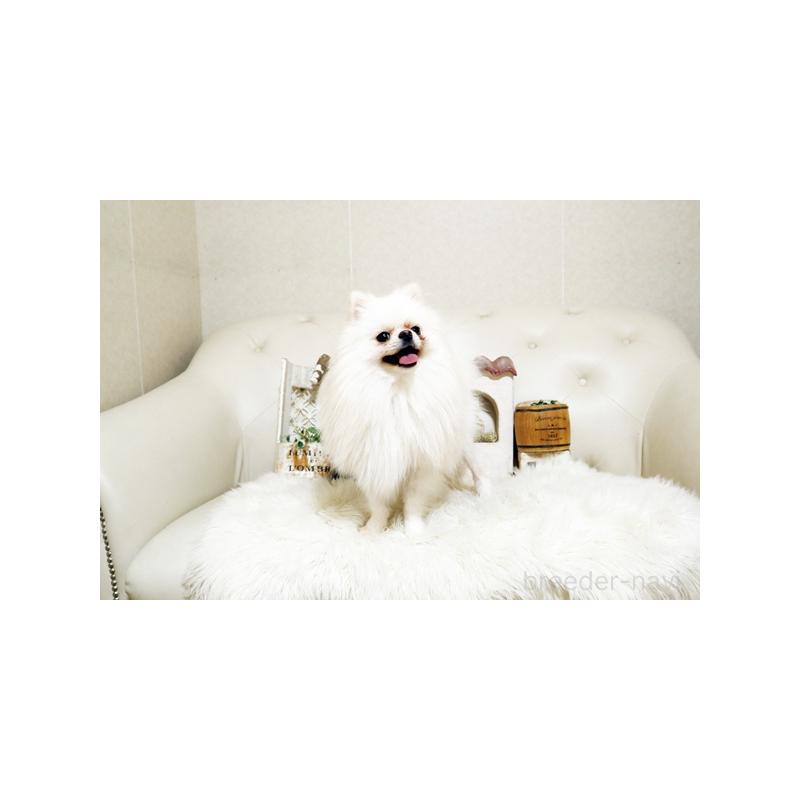 販売中の佐賀県のポメラニアン-433006の5枚目