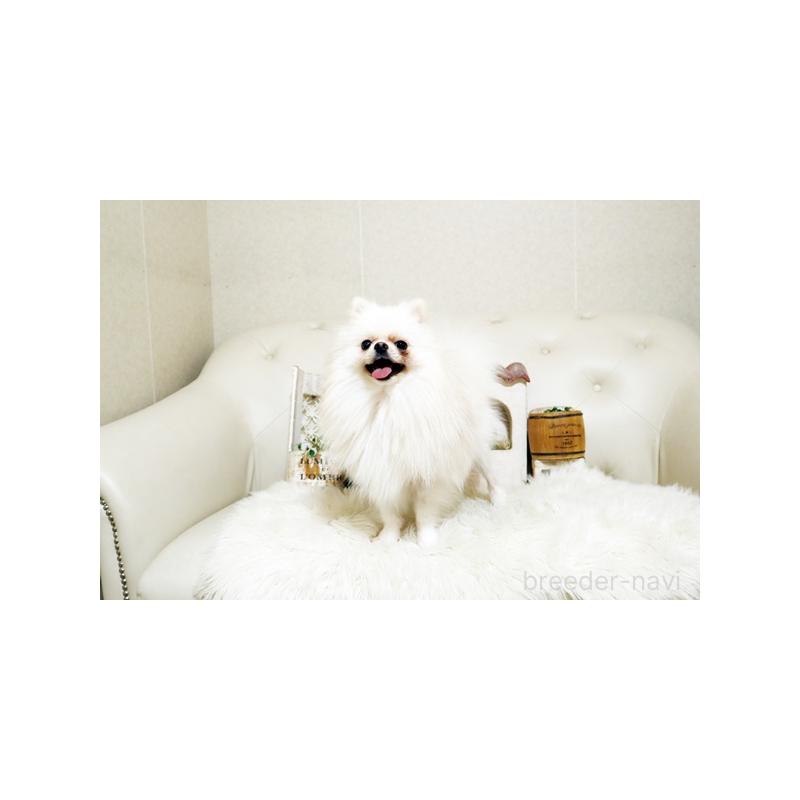 販売中の佐賀県のポメラニアン-433006の4枚目