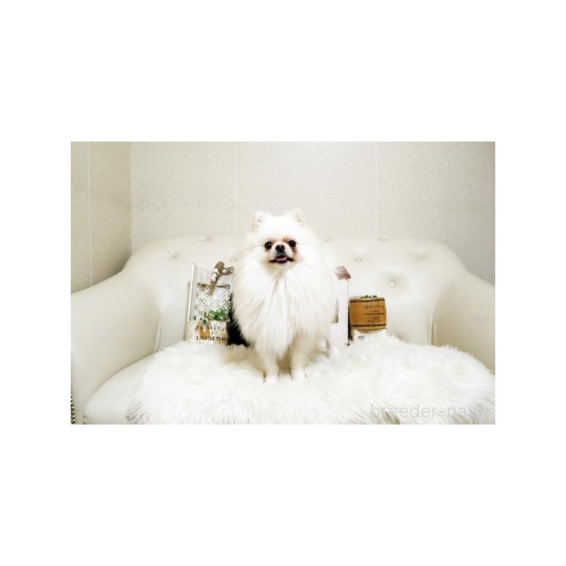 販売中の佐賀県のポメラニアン-433006の3枚目