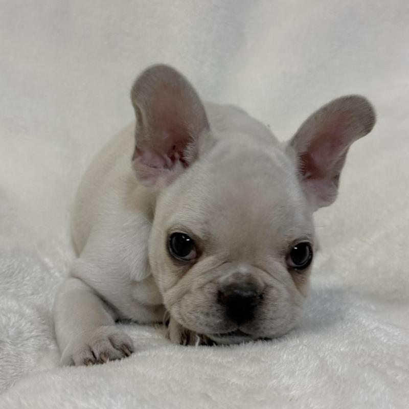 販売中の山口県のフレンチブルドッグ-428970