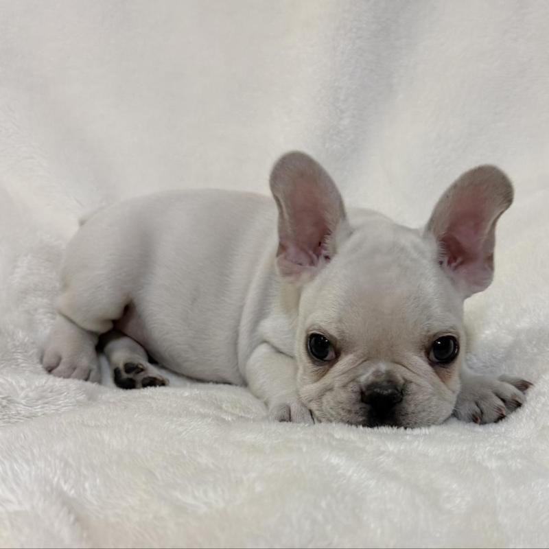 成約済の山口県のフレンチブルドッグ-428970の5枚目