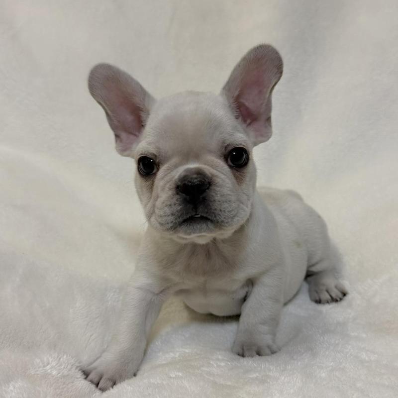 成約済の山口県のフレンチブルドッグ-428970の4枚目