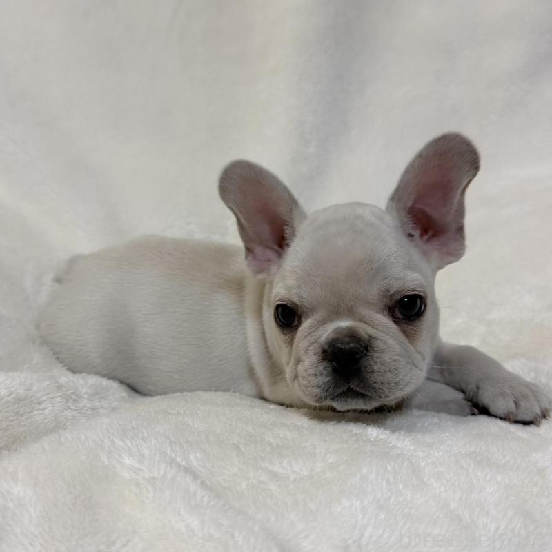 成約済の山口県のフレンチブルドッグ-428970の3枚目