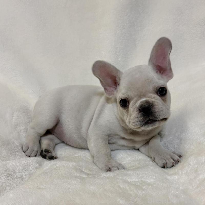 成約済の山口県のフレンチブルドッグ-428970の2枚目