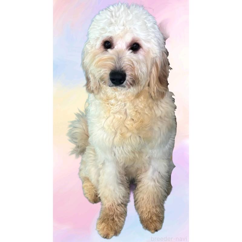 販売中の茨城県のバーニードゥードル:バーニーズ×スタンダードプードル-379980