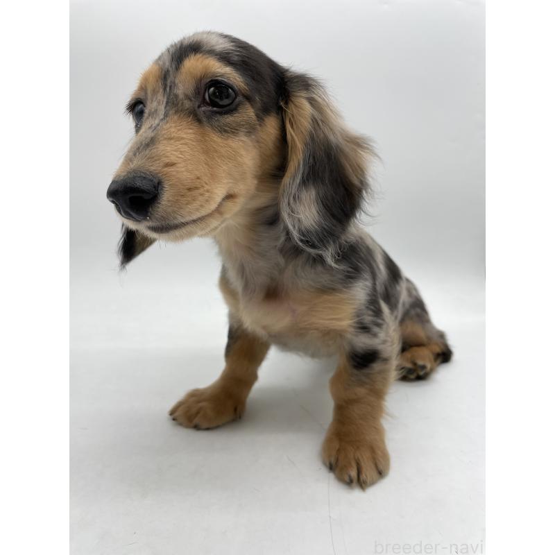 販売中の千葉県のミニチュアダックスフンド(ロングヘアード)-426706