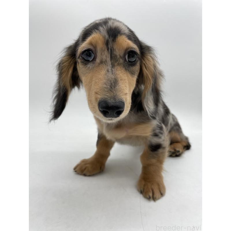 成約済の千葉県のミニチュアダックスフンド(ロングヘアード)-426706の10枚目