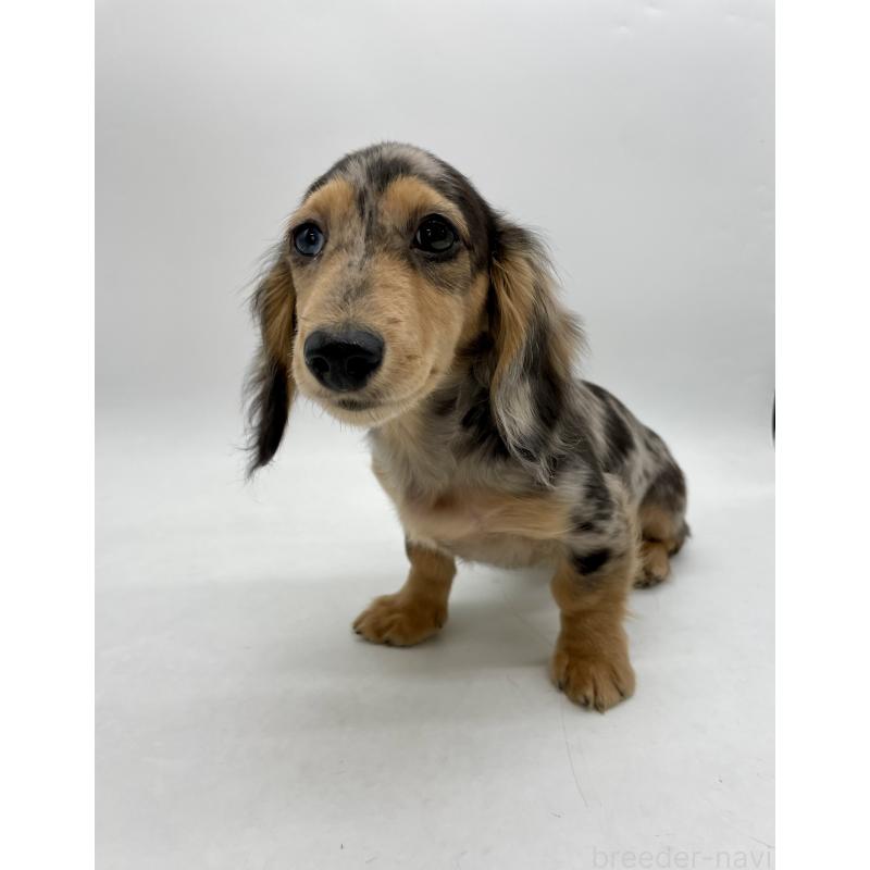 成約済の千葉県のミニチュアダックスフンド(ロングヘアード)-426706の8枚目