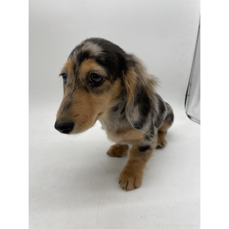 成約済の千葉県のミニチュアダックスフンド(ロングヘアード)-426706の7枚目