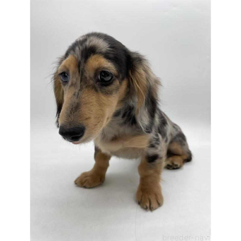 成約済の千葉県のミニチュアダックスフンド(ロングヘアード)-426706の6枚目