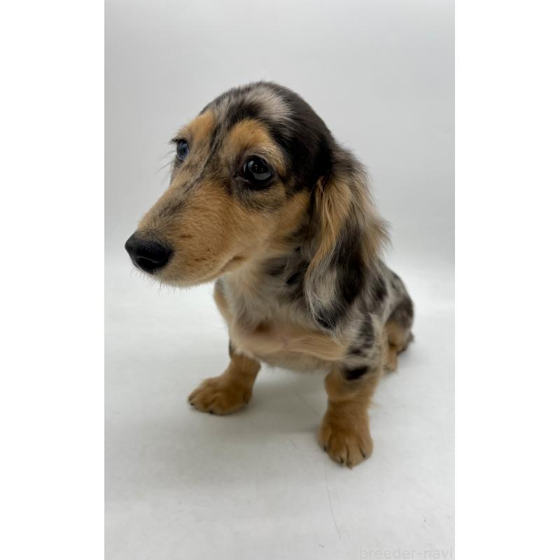 成約済の千葉県のミニチュアダックスフンド(ロングヘアード)-426706の4枚目