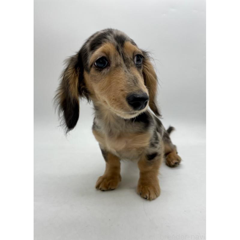 成約済の千葉県のミニチュアダックスフンド(ロングヘアード)-426706の3枚目