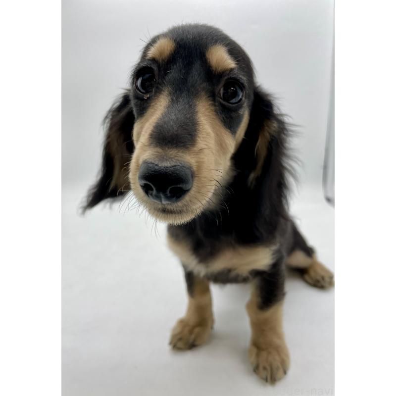 販売中の千葉県のミニチュアダックスフンド(ロングヘアード)-418120