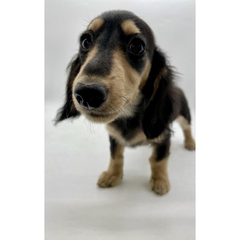 販売中の千葉県のミニチュアダックスフンド(ロングヘアード)-418120の15枚目