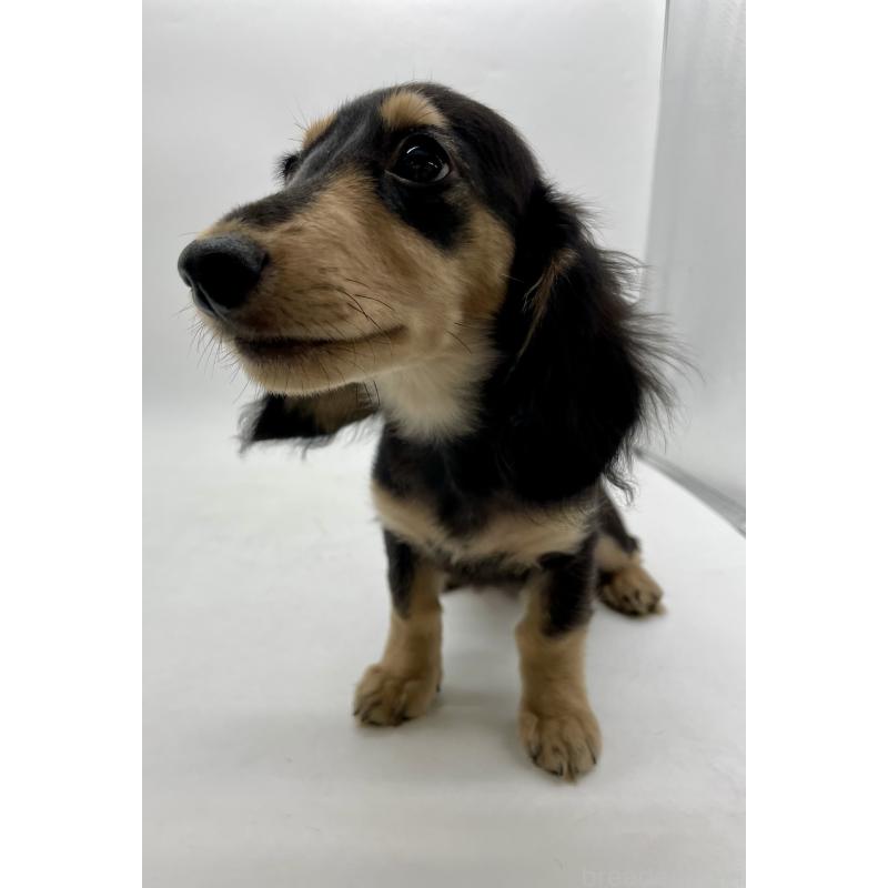 販売中の千葉県のミニチュアダックスフンド(ロングヘアード)-418120の14枚目