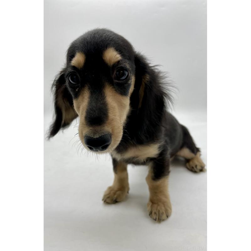 販売中の千葉県のミニチュアダックスフンド(ロングヘアード)-418120の13枚目