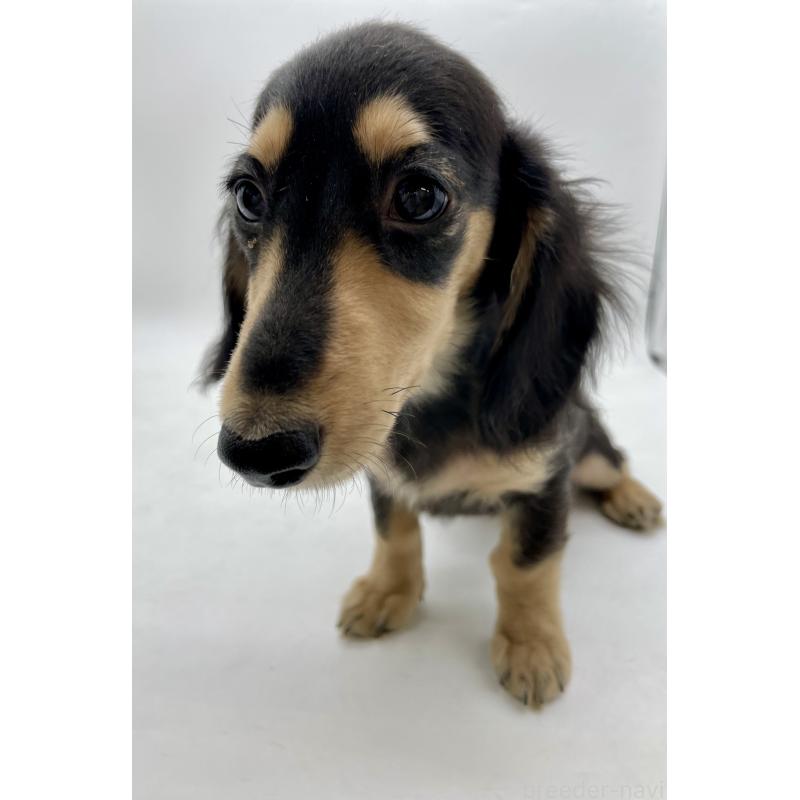 販売中の千葉県のミニチュアダックスフンド(ロングヘアード)-418120の12枚目