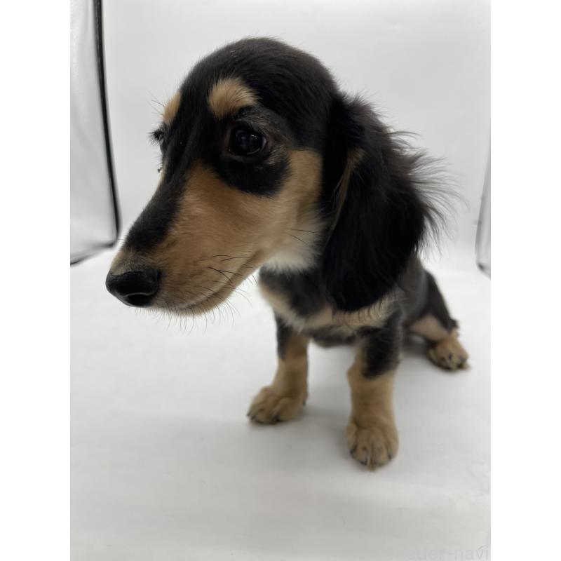 販売中の千葉県のミニチュアダックスフンド(ロングヘアード)-418120の11枚目