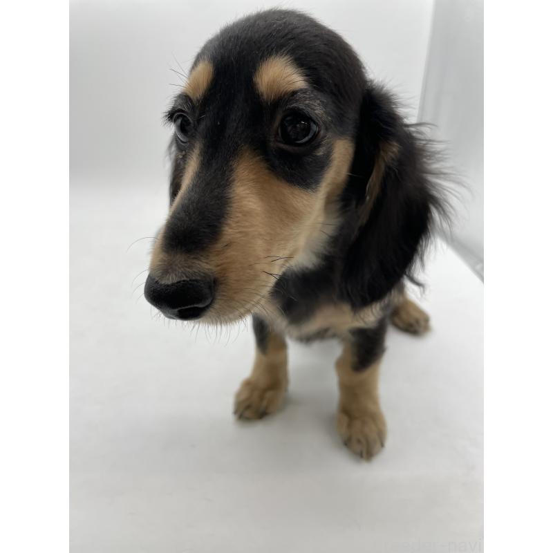 販売中の千葉県のミニチュアダックスフンド(ロングヘアード)-418120の10枚目