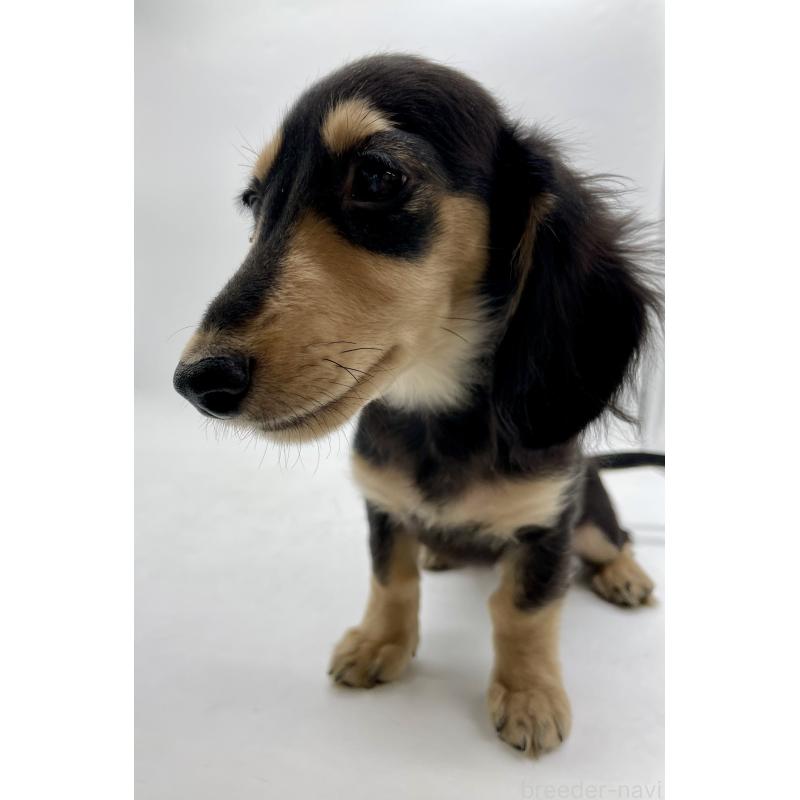 販売中の千葉県のミニチュアダックスフンド(ロングヘアード)-418120の9枚目