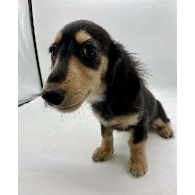 販売中の千葉県のミニチュアダックスフンド(ロングヘアード)-418120の8枚目