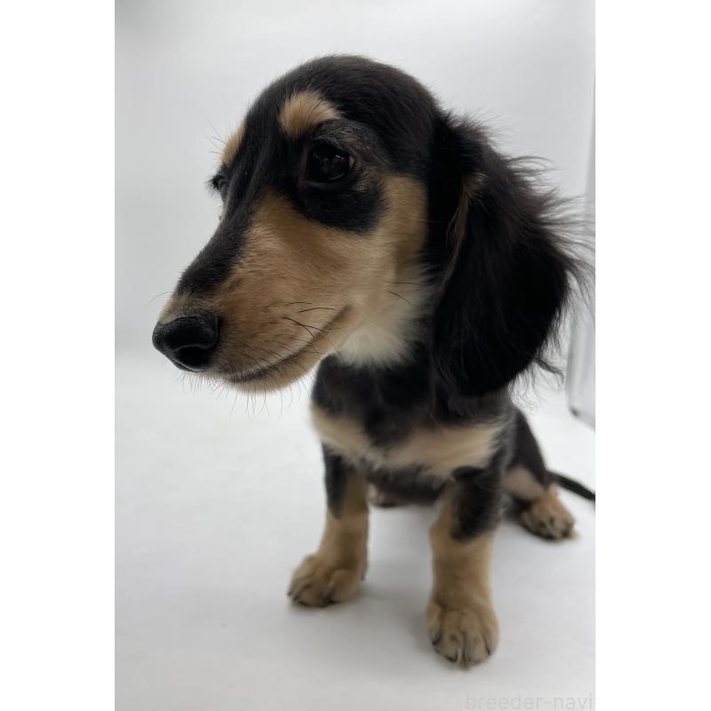 販売中の千葉県のミニチュアダックスフンド(ロングヘアード)-418120の7枚目