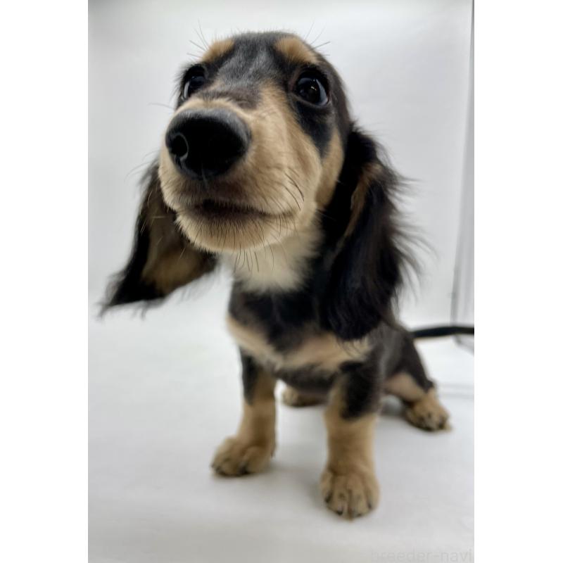 販売中の千葉県のミニチュアダックスフンド(ロングヘアード)-418120の6枚目