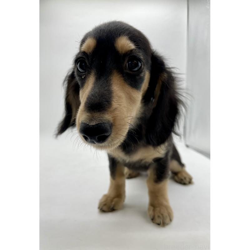 販売中の千葉県のミニチュアダックスフンド(ロングヘアード)-418120の5枚目