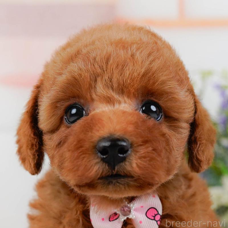 販売中の神奈川県のトイプードル-433010