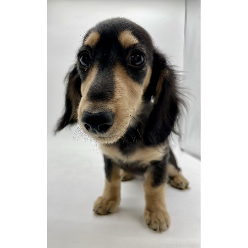 販売中の千葉県のミニチュアダックスフンド(ロングヘアード)-418120の4枚目