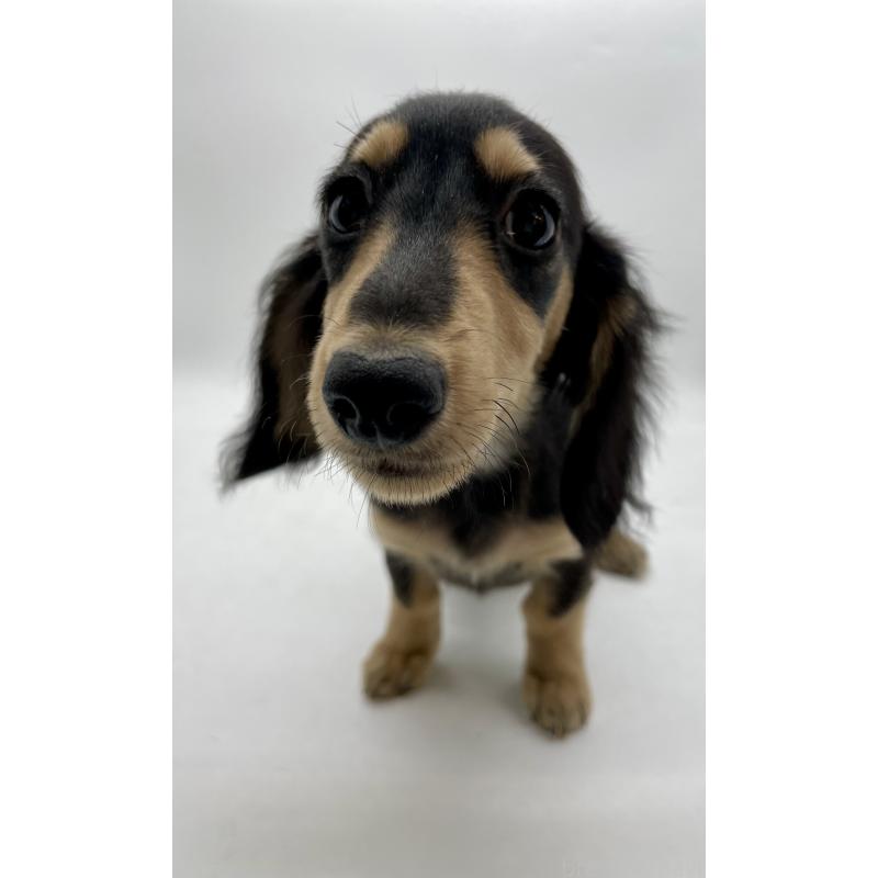 販売中の千葉県のミニチュアダックスフンド(ロングヘアード)-418120の3枚目