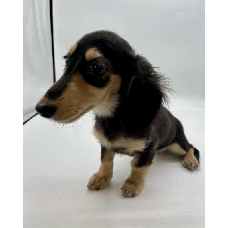 販売中の千葉県のミニチュアダックスフンド(ロングヘアード)-418120の2枚目