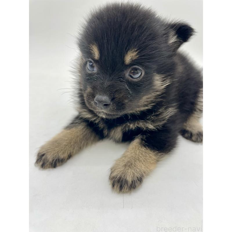 販売中の千葉県のミックス犬-433012