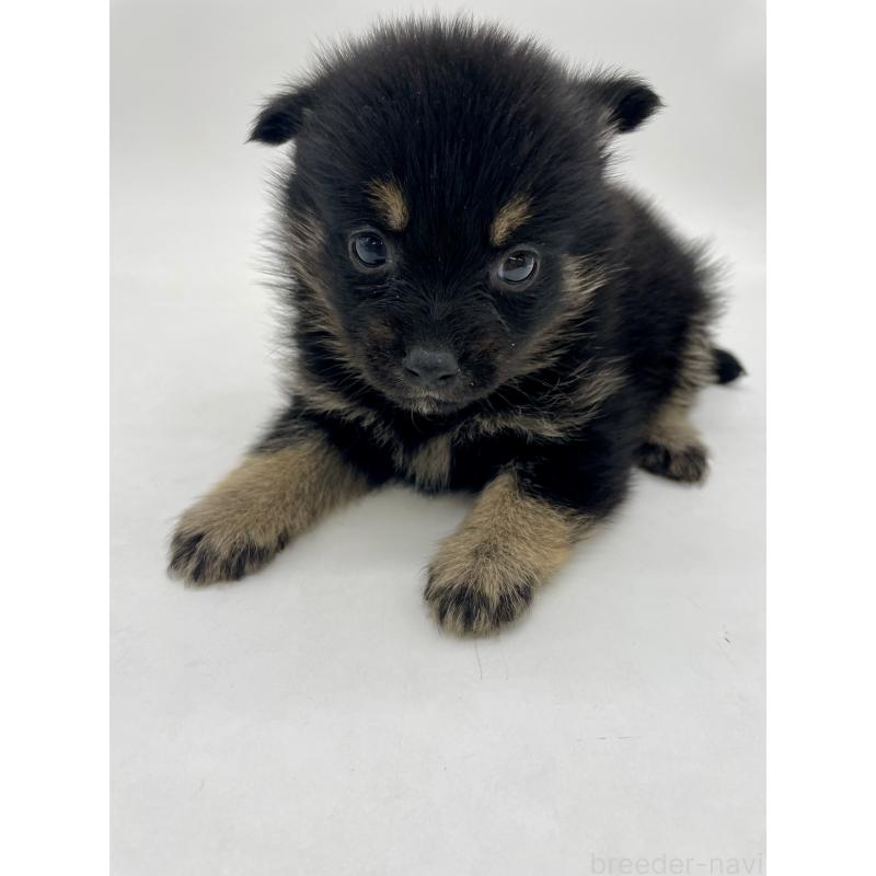 販売中の千葉県のミックス犬-433012の16枚目