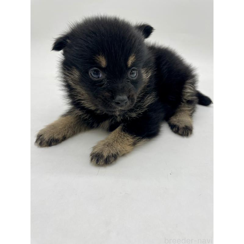 販売中の千葉県のミックス犬-433012の15枚目