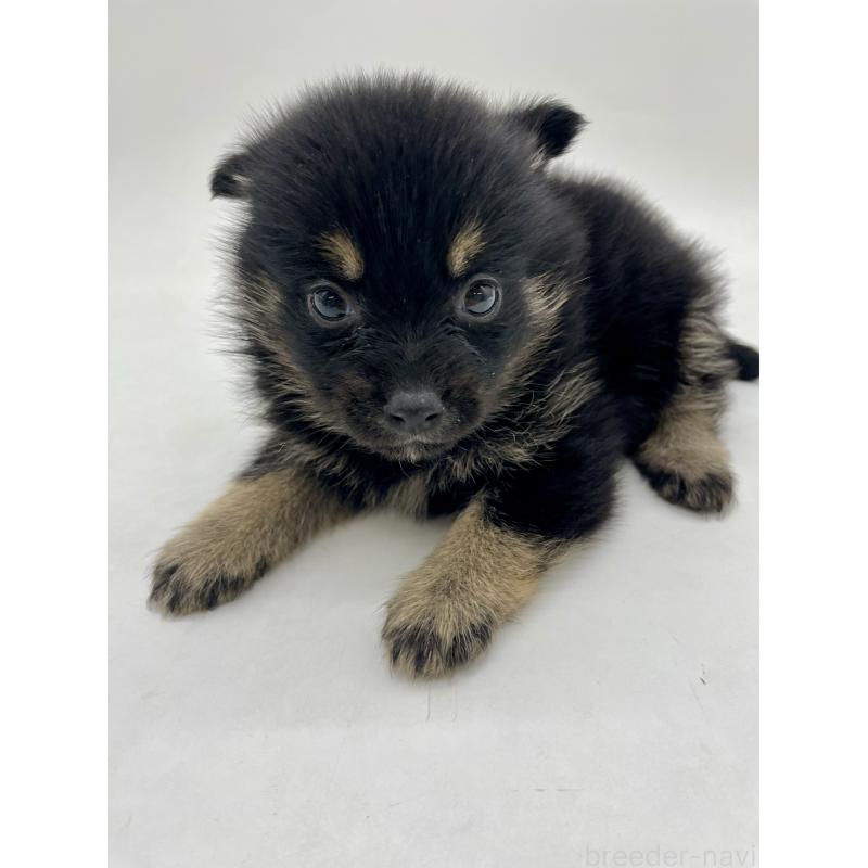 販売中の千葉県のミックス犬-433012の14枚目