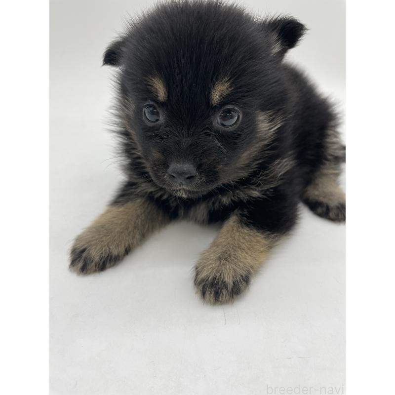 販売中の千葉県のミックス犬-433012の13枚目