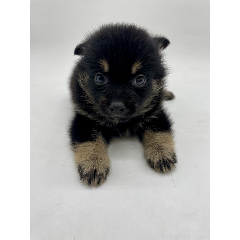 販売中の千葉県のミックス犬-433012の12枚目