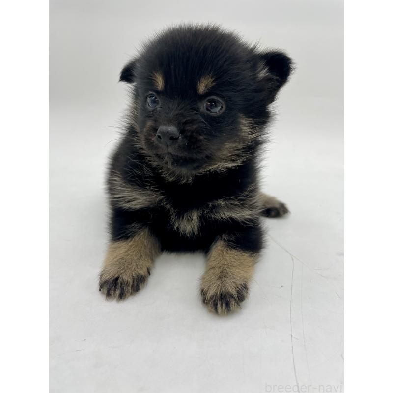 販売中の千葉県のミックス犬-433012の11枚目