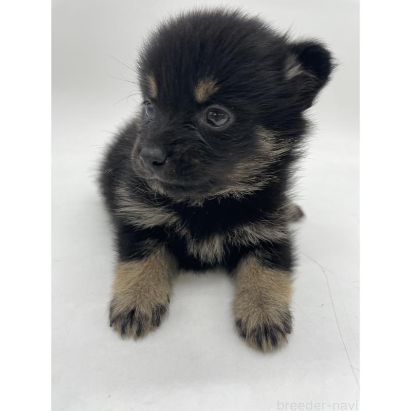 販売中の千葉県のミックス犬-433012の10枚目