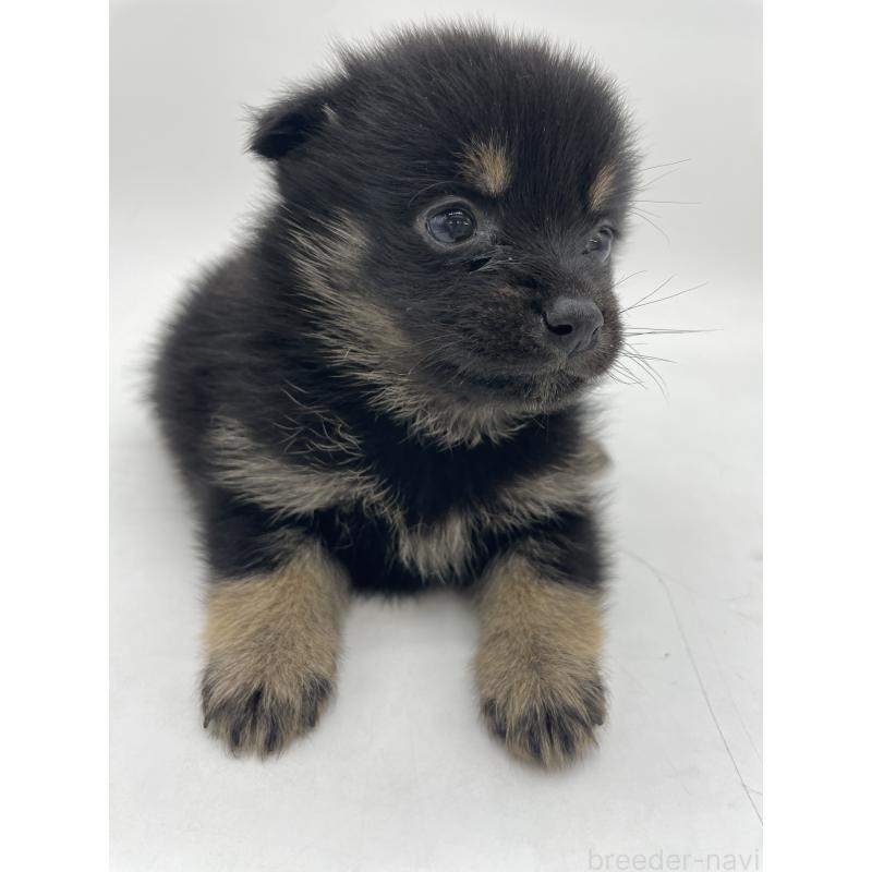 販売中の千葉県のミックス犬-433012の9枚目