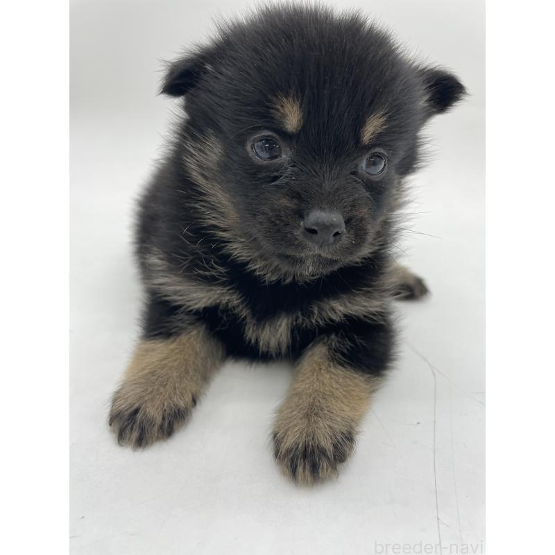 販売中の千葉県のミックス犬-433012の8枚目