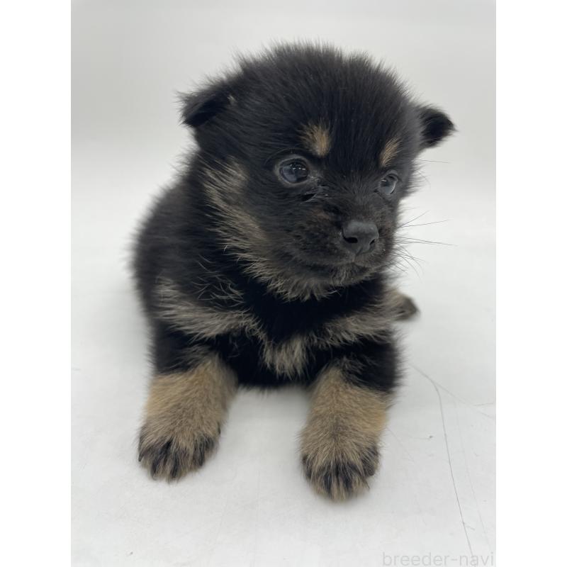 販売中の千葉県のミックス犬-433012の7枚目