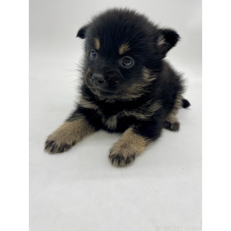 販売中の千葉県のミックス犬-433012の6枚目