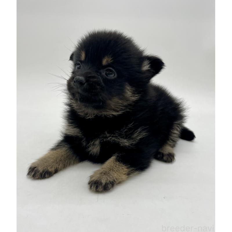 販売中の千葉県のミックス犬-433012の5枚目