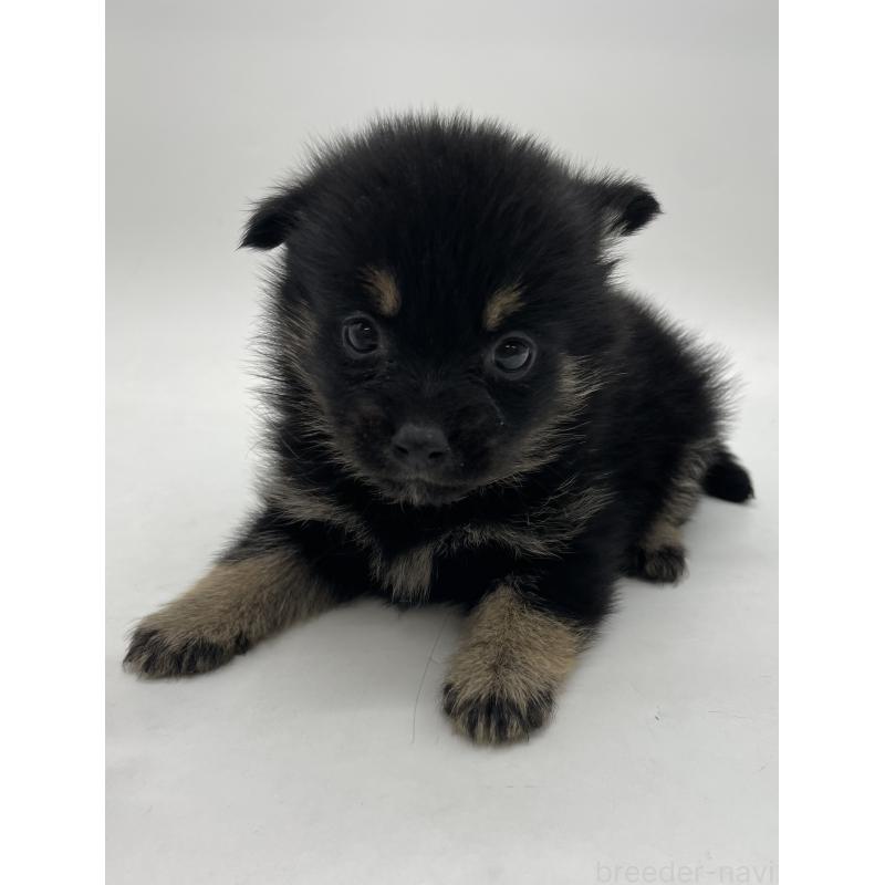 販売中の千葉県のミックス犬-433012の4枚目