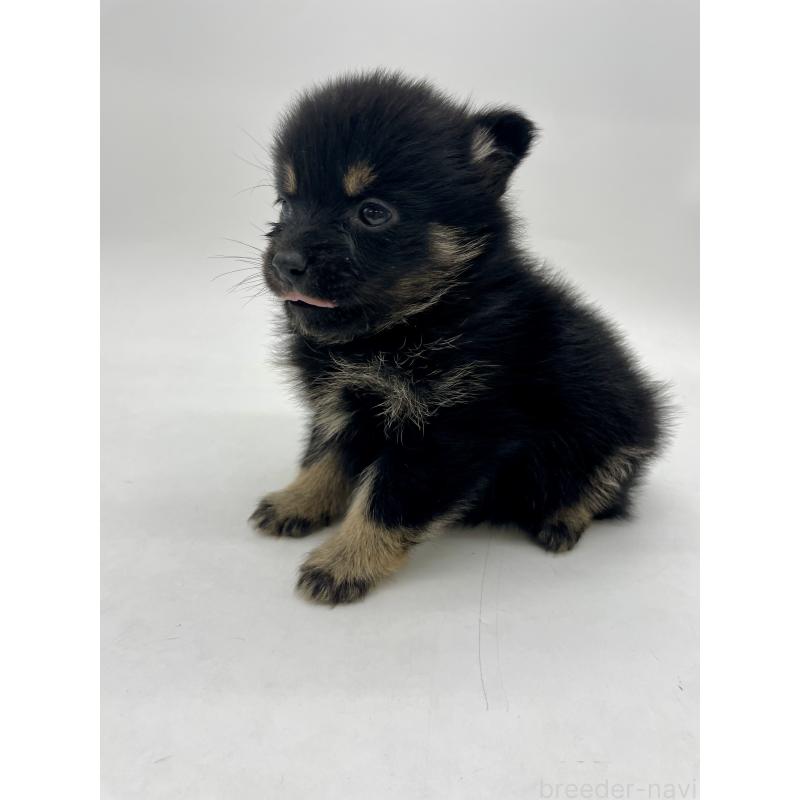 販売中の千葉県のミックス犬-433012の3枚目