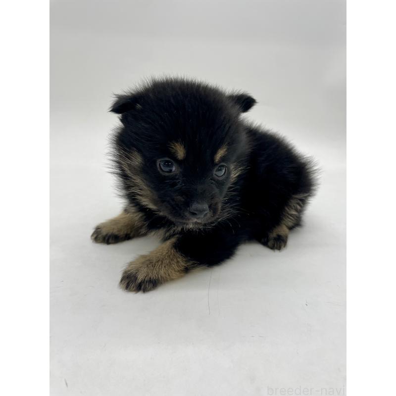 販売中の千葉県のミックス犬-433012の2枚目